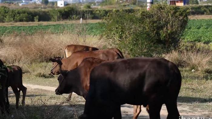 农田里的黄牛赶牛实拍4k