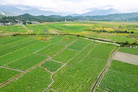 航拍大规模农田种植航拍