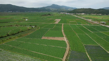 航拍大规模农田种植实拍4k