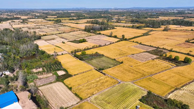 农业丰收水稻收割4k航拍