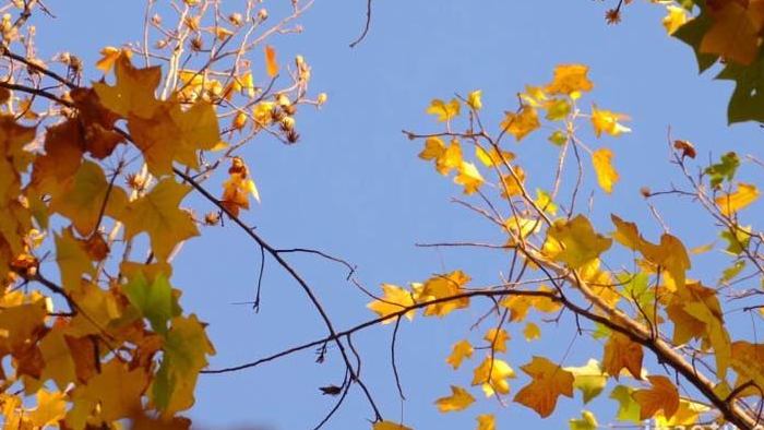 秋天金色的枫叶随风摇曳唯美实拍