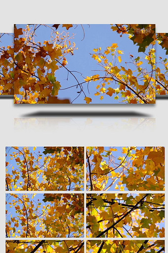 秋天金色的枫叶随风摇曳唯美实拍图片
