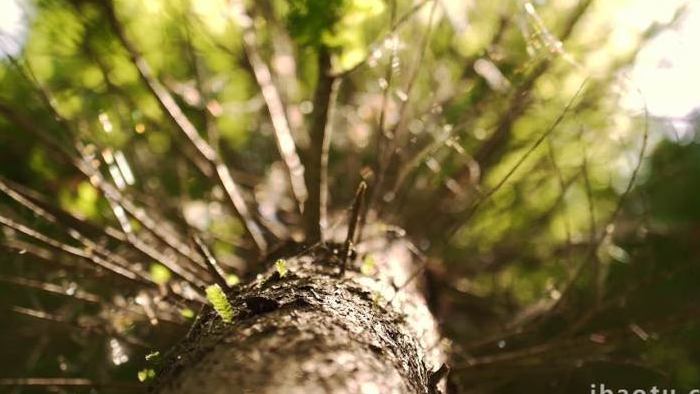 向阳而生的水杉树水杉叶4K实拍