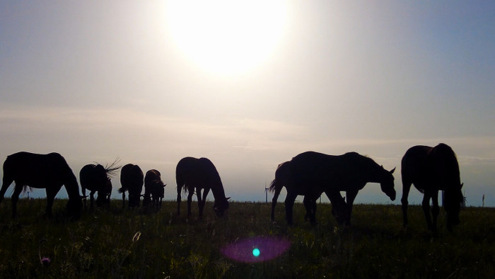 夕阳下草原上吃草的马群4k实拍