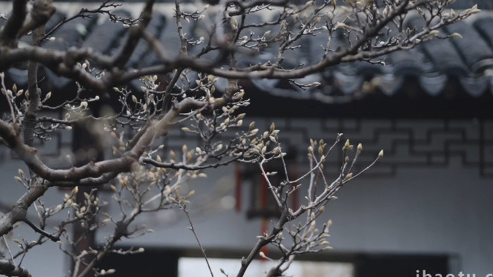 春雨中的玉兰花含苞待放实拍视频