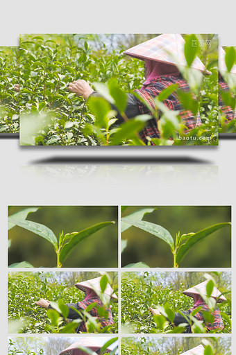 春茶采摘茶农采茶慢动作茶叶4K实拍图片