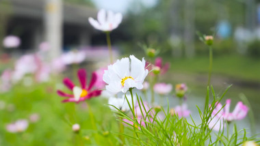 春日生机河边唯美彩色波斯菊4K