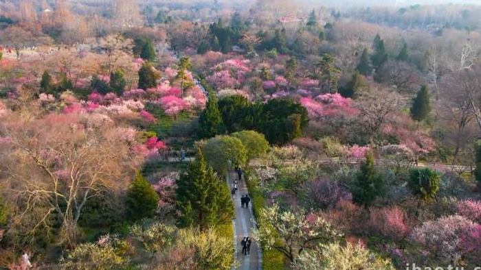 唯美春季风景梅花山景区4k航拍