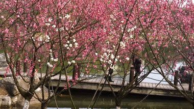 春季市民游园赏花休闲实拍