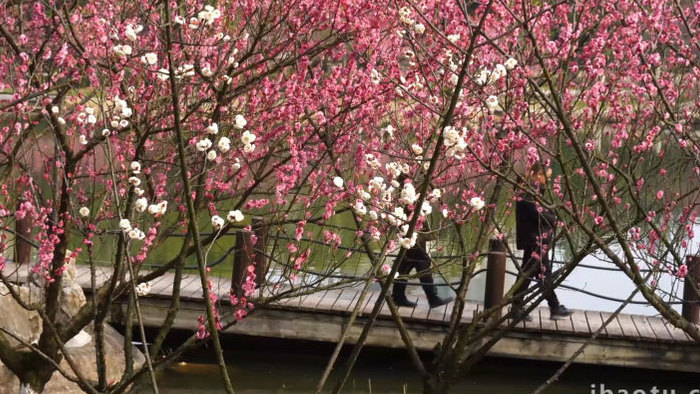春季市民游园赏花休闲实拍