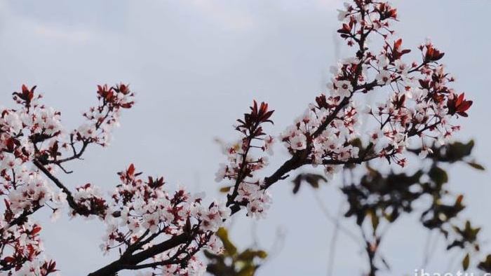 盛开的李子花K实拍视频