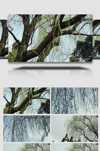 春天的垂柳发出新的枝芽4K实拍图片