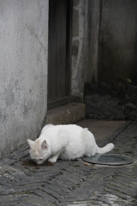 古镇流浪猫白猫乡村农村环境