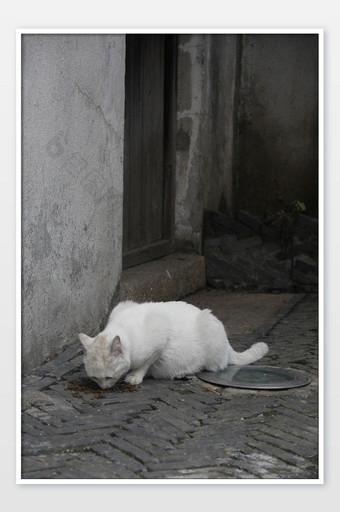 古镇流浪猫白猫乡村农村环境图片