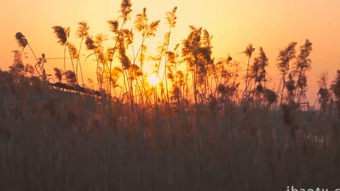 唯美芦苇荡落日夕阳美景4K实拍