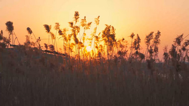 唯美芦苇荡落日夕阳美景4K实拍