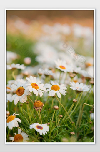 大气唯美的小雏菊丛摄影图片