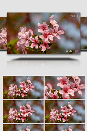 春日唯美小清新粉色樱花实拍4k图片