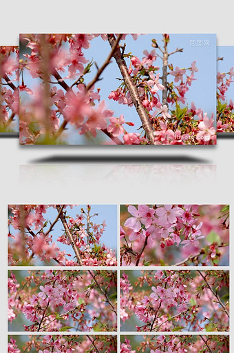 小清新蓝天白云下的樱花实拍4k图片