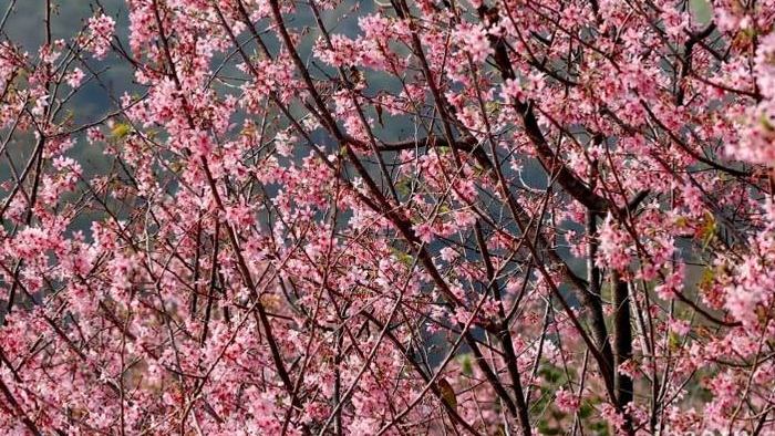 春暖花开樱花粉色花海实拍4k