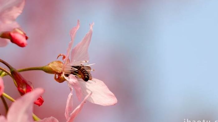 小清新粉色樱花蜜蜂采蜜实拍4k