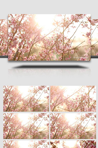 春天逆光唯美樱花实拍4k图片
