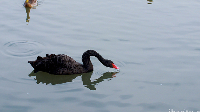 春天湖水黑天鹅鸭子户外觅食实拍
