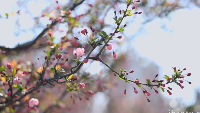 唯美春色逆光海棠花植物实拍视频