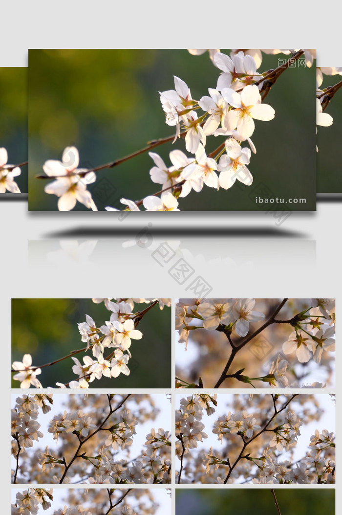 春季逆光下的白色樱花实拍素材