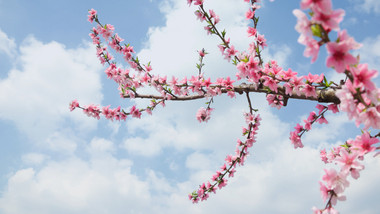 春季唯美桃花盛开蓝天白云实拍