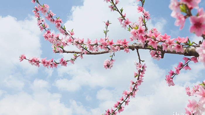 春季唯美桃花盛开蓝天白云实拍