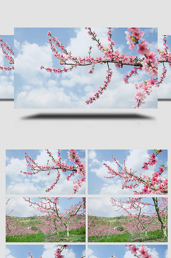 春季唯美桃花盛开蓝天白云实拍图片