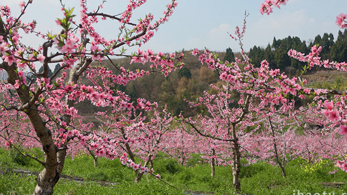 春季唯美桃花林盛开桃花实拍