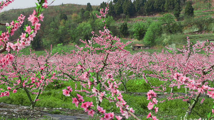 春季桃花林唯美盛开花朵实拍