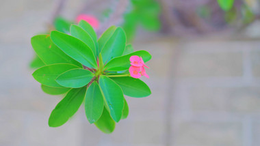 唯美植物花草治愈系空镜头