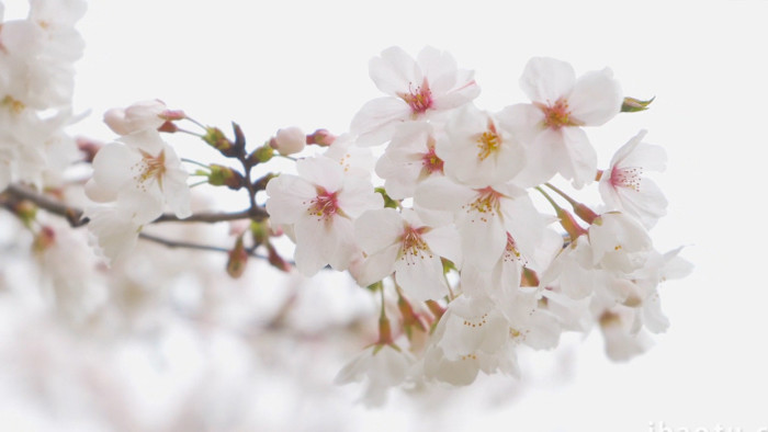 春天自然唯美花朵樱花季4K实拍