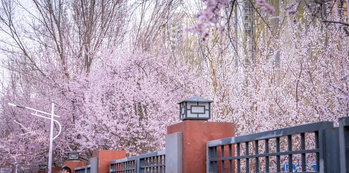 大气清新的春天墙头的桃花图片