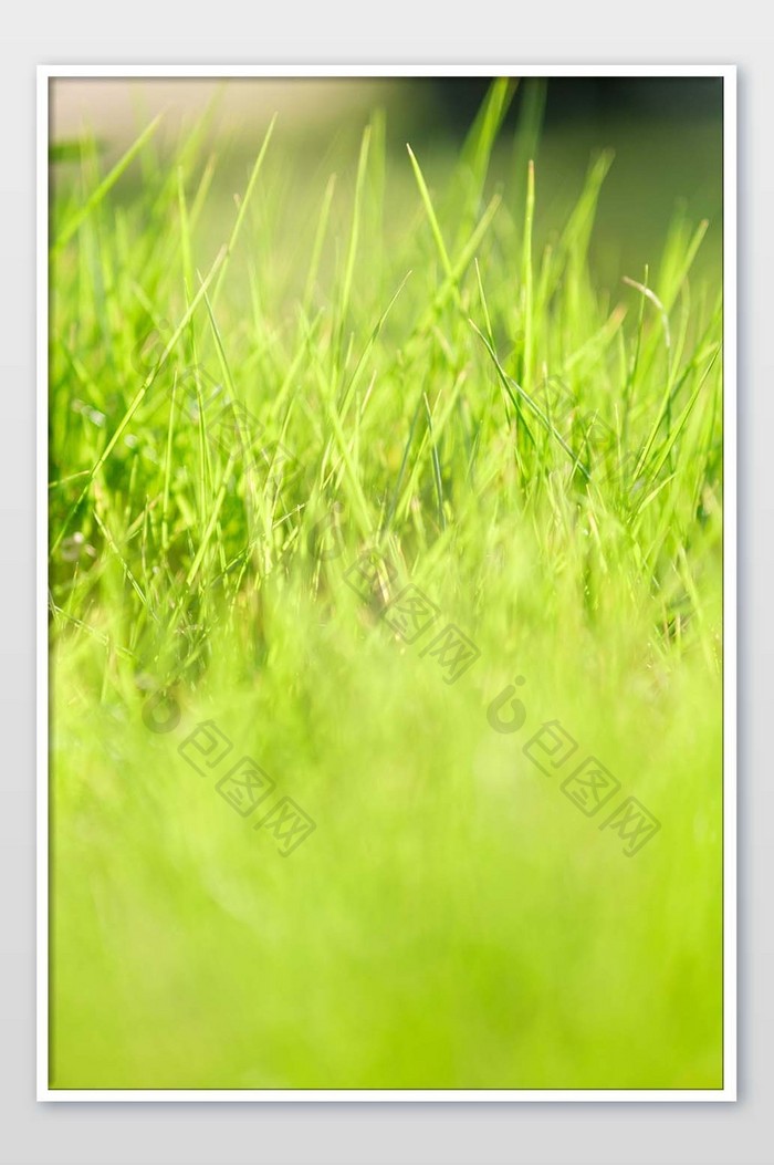 春天万物复苏的绿色草丛摄影图片