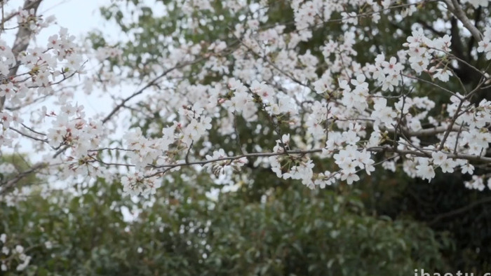 春天唯美樱花实拍视频1080