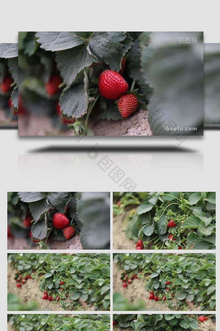 草莓园草莓农田实拍4k