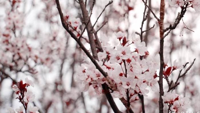 暖春时节鲜花盛放枝头4K实拍