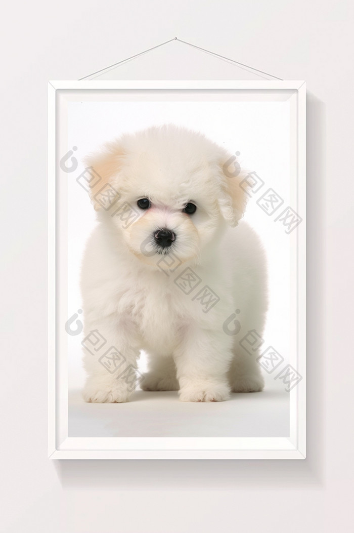 小型犬宠物白色背景图