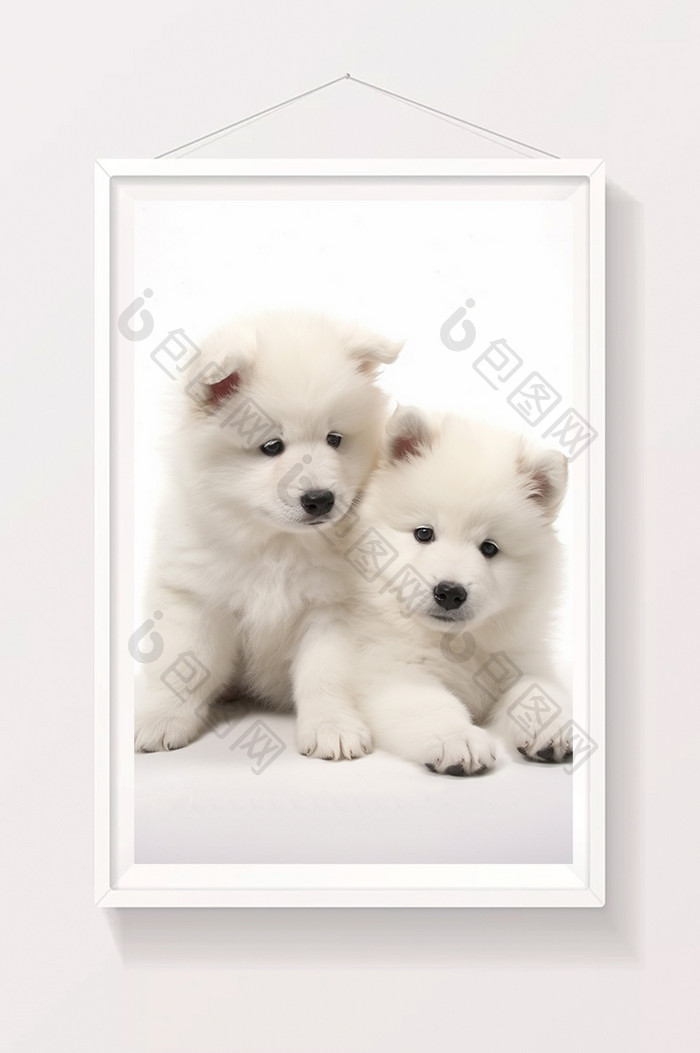 幼犬萨摩耶白色背景宠物摄影