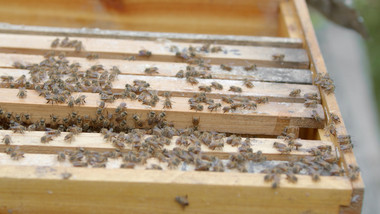 养殖昆虫蜜蜂良蜜蜂蜜实拍