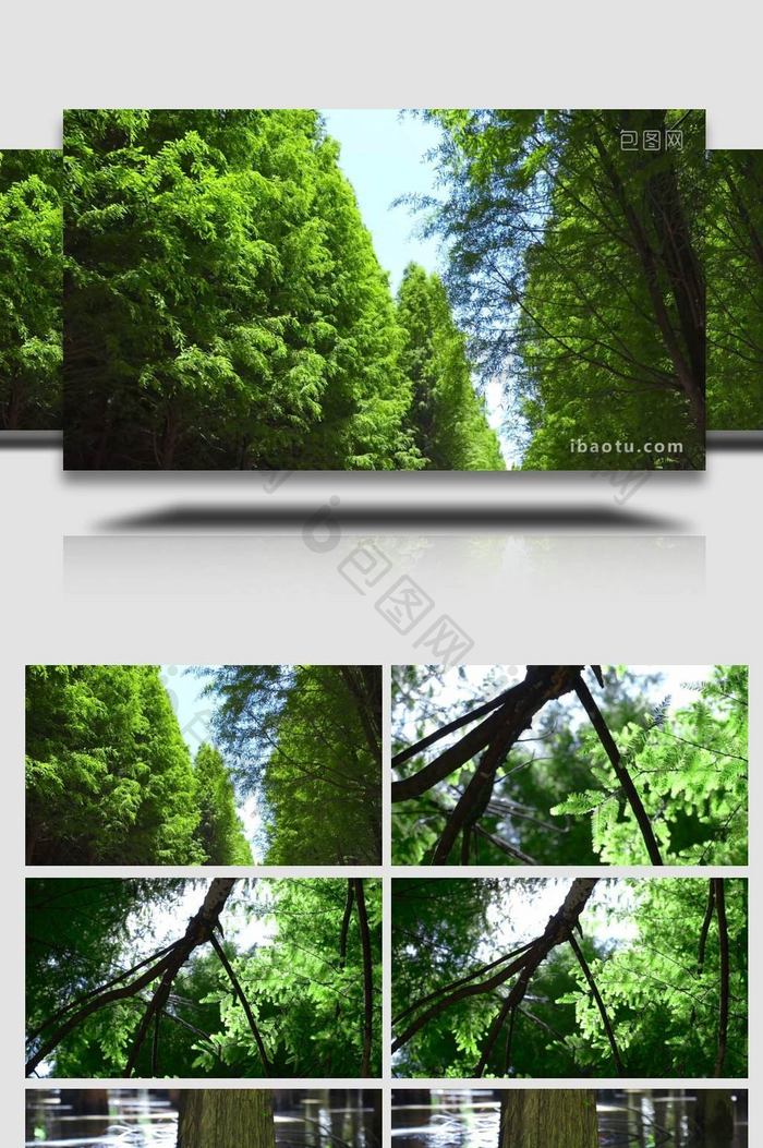 阳光下的水杉树绿色清新4K实拍