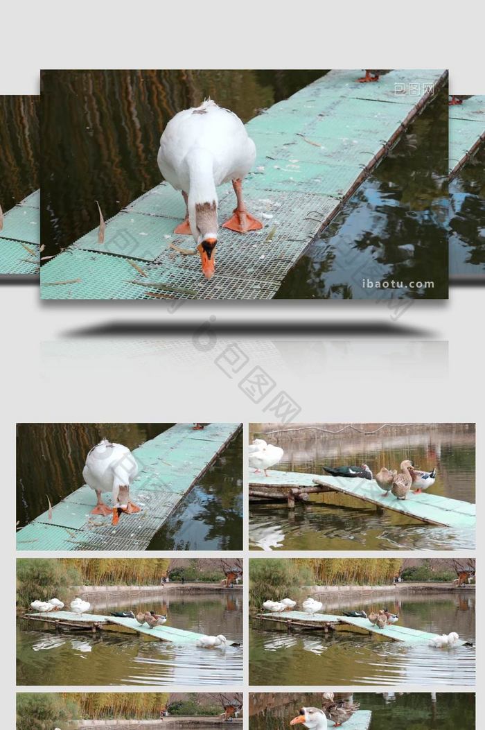 公园里的大鹅进食鸭子特写实拍