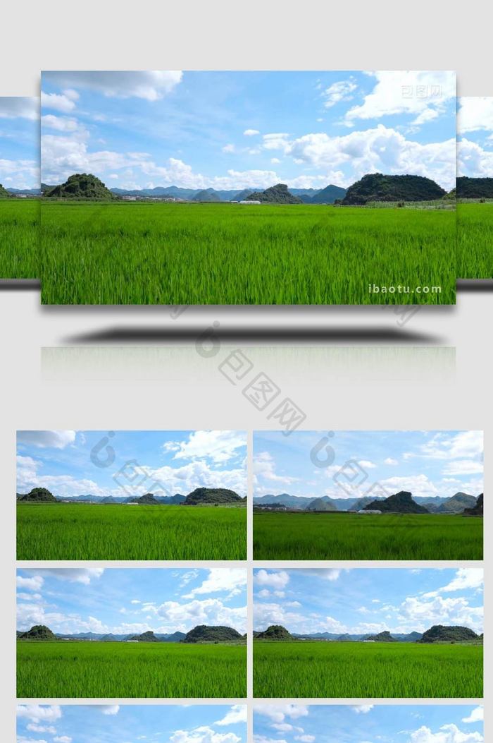 蓝天白云下的水稻田4K延时实拍
