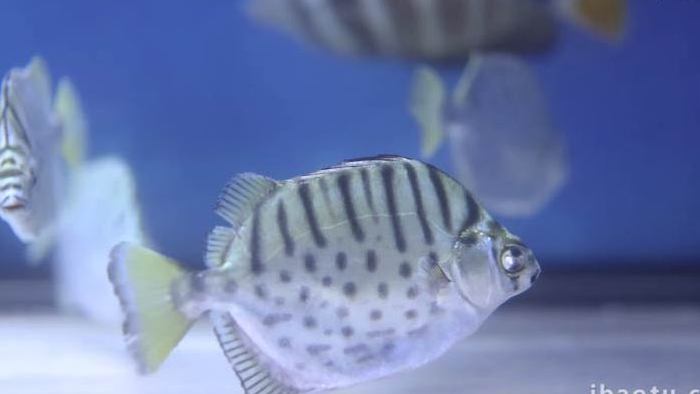 水族馆海洋动物鱼类实拍4k