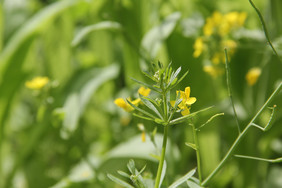 春天油菜花花田植物