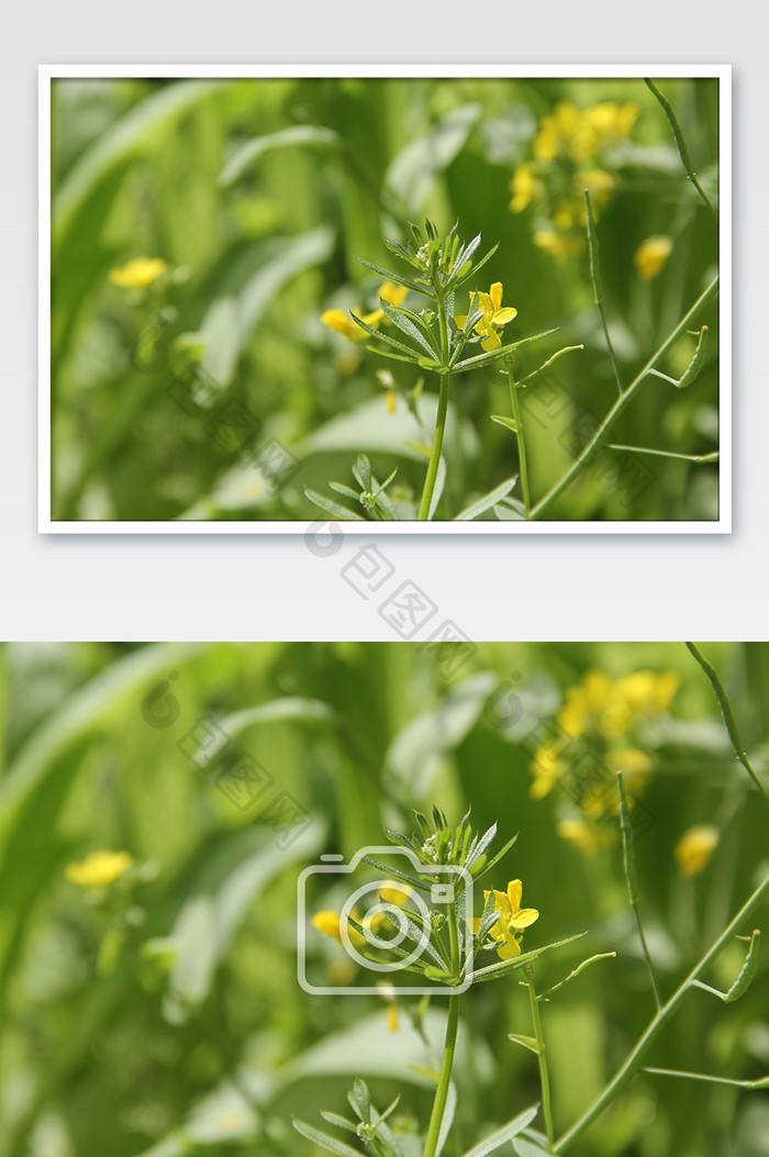 春天油菜花花田植物